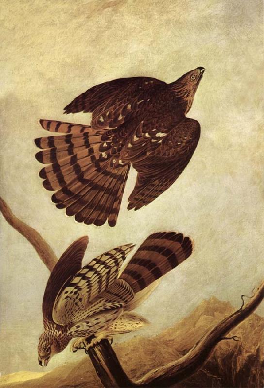 John James Audubon Stanley Hawk Sweden oil painting art